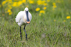 white spoonbill