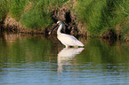 white spoonbill