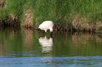 white spoonbill