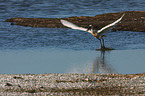 white spoonbill