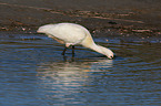 white spoonbill