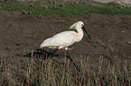 white spoonbill