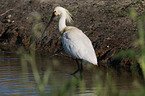 white spoonbill