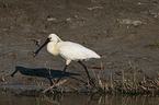 white spoonbill