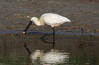 white spoonbill