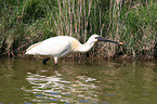 white spoonbill