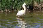 white spoonbill