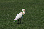 white spoonbill