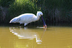 white spoonbill