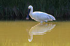 white spoonbill