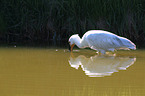 white spoonbill