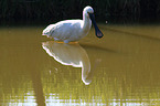 white spoonbill