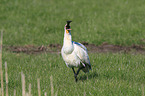 white spoonbill