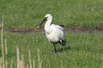 white spoonbill