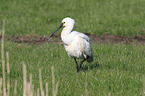 white spoonbill