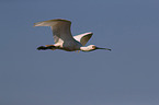 white spoonbill