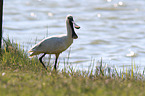 white spoonbill