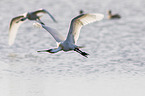 white spoonbills