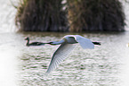 white spoonbill