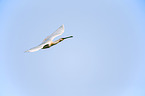 white spoonbill