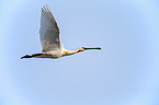 white spoonbill