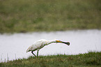 white spoonbill