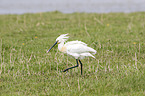 white spoonbill