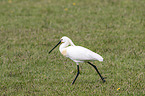 white spoonbill