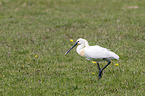 white spoonbill