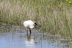 white spoonbill