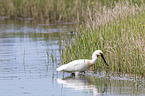 white spoonbill