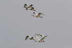 white spoonbills