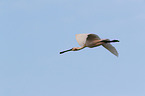 white spoonbill