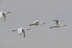 white spoonbills