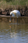 white spoonbill