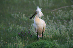 white spoonbill