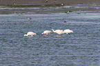 standing White Spoonbill