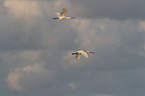 flying White Spoonbill