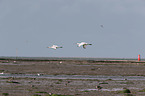 flying White Spoonbill