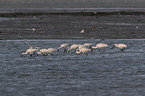 standing White Spoonbill