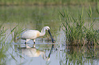 White Spoonbill in water