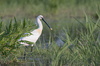 White Spoonbill in water