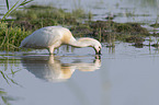 White Spoonbill in water