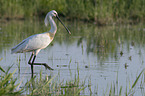 White Spoonbill in water