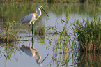 White Spoonbill in water