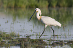 White Spoonbill in water