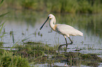 White Spoonbill in water