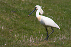 spoonbill