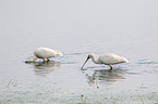 common spoonbill in the sea