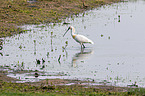 common spoonbill in the sea